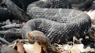 Arizona Black Rattlesnake