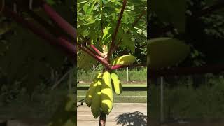 Golden papaya