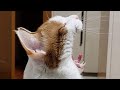 【あまりにも突然始まるおけつねこの超絶シュールなドライブ配信】
