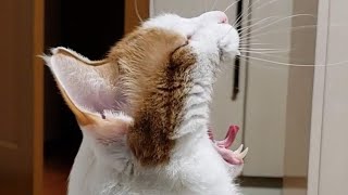 【あまりにも突然始まるおけつねこの超絶シュールなドライブ配信】