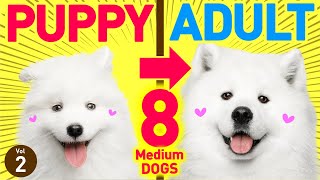 8 Medium dogs before and after Growing Up ❤️ Puppy to Adult by Dogs 101 ❤️ I want a dog! 5,767 views 2 years ago 11 minutes, 44 seconds