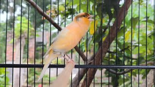 Pancingan Suara Burung Kenari - Ampuh Merangsang Burung Kenari Muda dan Malas Berbunyi Pancingan Suara Burung Kenari - Ampuh Merangsang Burung Kenari Muda dan Malas Berbunyi