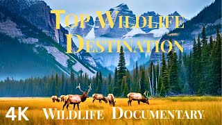 видео: 13 самых диких мест на Земле: Великолепные пейзажи и животные картинка: 13 самых диких мест на Земле: Великолепные пейзажи и животные