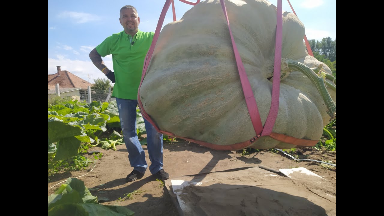 Óriastök emelése 2021 - Kókai Tibor -630kg.