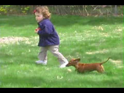 dogwatch hidden fence systems