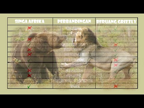 Video: Siapa yang lebih kuat - beruang atau singa? Kekuatan beruang versus kelincahan singa