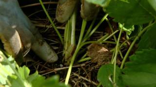 Rejuvenating Strawberry Beds