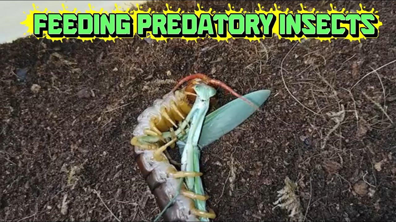 Predacool Predatory Insects Feeding Predatory Insects – Watch Nature’s Hunters - YouTube