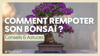 Conseils pour rempoter un bonsaï - Truffaut