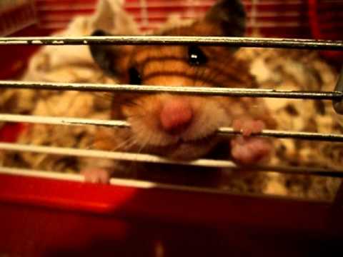 hamster chewing on cage bars