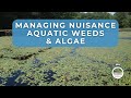 Pond weed control and algae management solutions for lakes  ponds