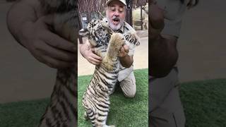 Look At The Claws On This Baby Bengal Tiger😳