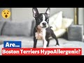 Are Boston Terriers Hypoallergenic? 🤔 10 Allergy Fighting Tips