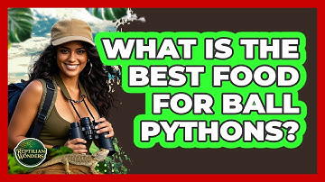 What Is The Best Food For Ball Pythons? - Reptilian Wonders