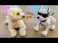 PUPPY MEETS ROBOT DOG!!