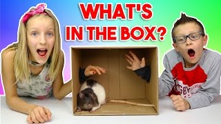 What's in the BOX Challenge!!!!!!