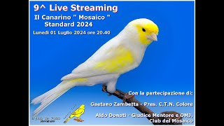 Canary Team - 9^ Live Streaming - Il Canarino &quot; Mosaico &quot;