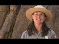 Yosemite Nature Notes - Episode 11 - Big Trees