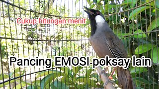 Masteran Burung POKSAY HONGKONG !! Pancingan ampuh poksay malas Bunyi..