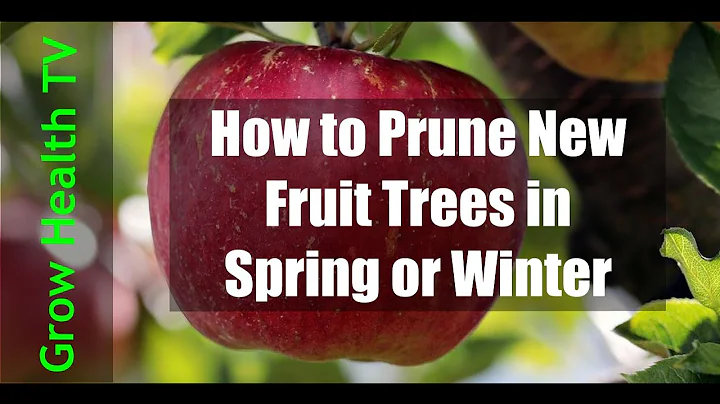 How to Prune Apple Trees Spring, Winter | Apple Tree Pruning | Open Center Pruning
