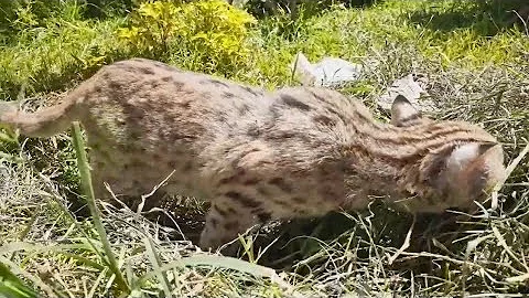Watch the video about The asian leopard cat eats herbs