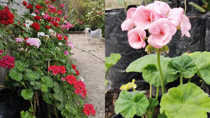 #Manuring in geranium flower plants. How to clean up and care for Geraniums #gardening 🌿🌿 - DayDayNews