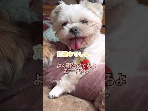妹🐶ができて、ハッスルした結果…🐶#シーズー #いぬ #犬 #マルシーズー #わんこ #イヌ