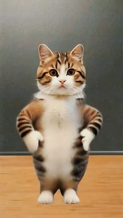 piu piu piu Cat Dance 💃 #cat #cute #cartoon #cutecat #funny #shorts