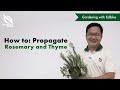 How To Propagate Rosemary And Thyme