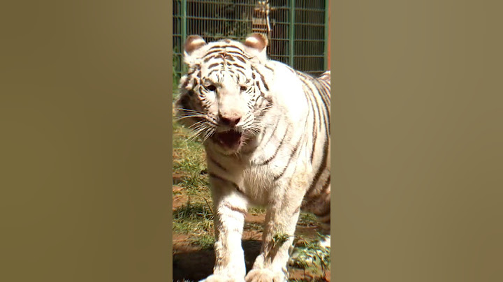 REAKSI ANTARA HARIMAU SELEN DAN TEONA MASIH MENGKHAWATIRKAN😭
