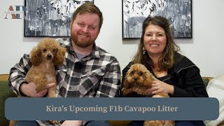 Kira's Upcoming F1b Cavapoo Litter by Adora Perfect Pups 357 views 3 months ago 7 minutes