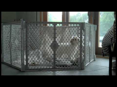 Ziggy Escapes
