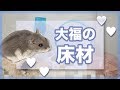 新しい床材で可愛さ増!! 床材のアレルギー Hamster Bedding