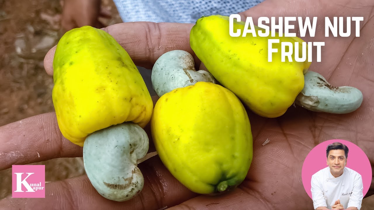 Cashew Nut Fruit | Kaju Fruit on a tree | Kunal Kapur Recipes Indian spices & Dry Fruits Cashewnuts | Kunal Kapoor