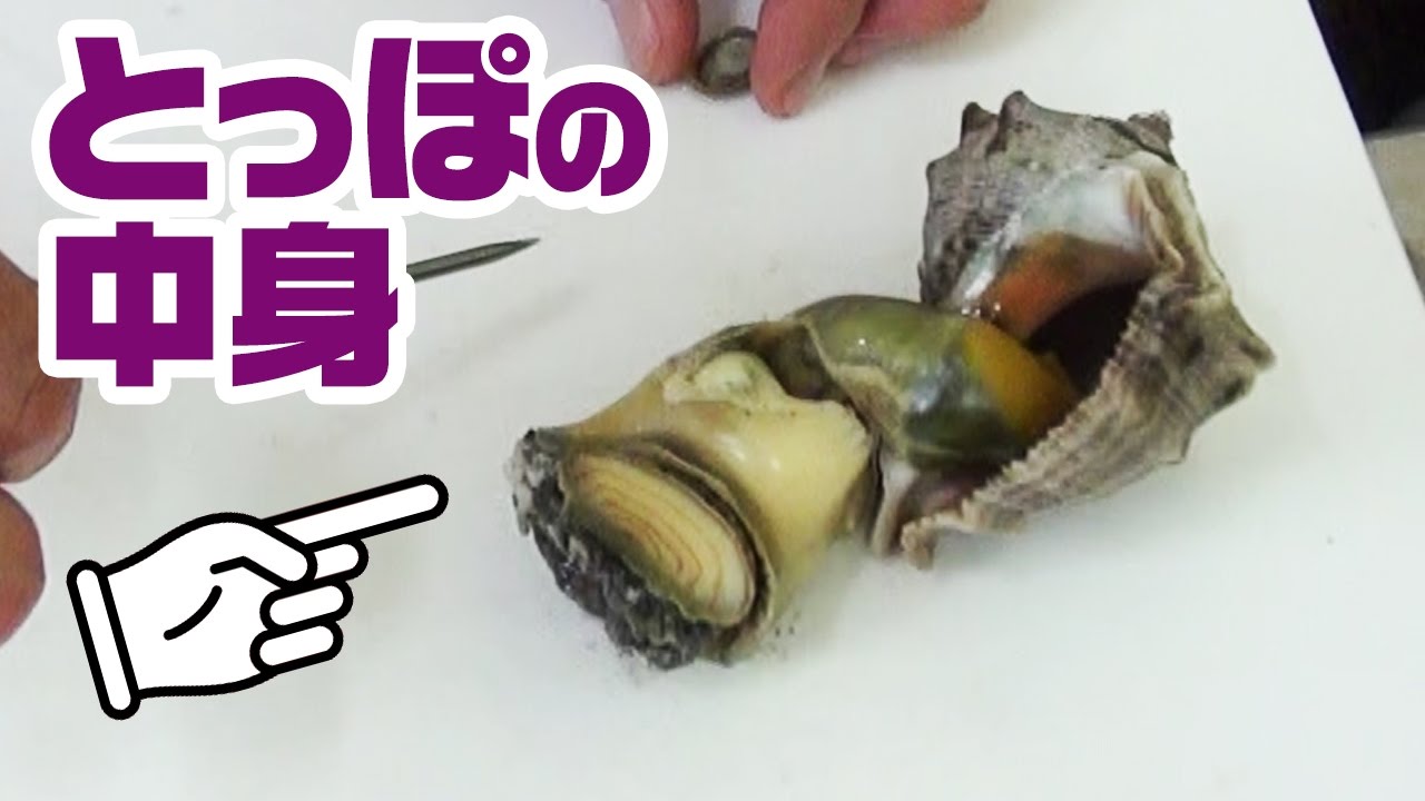 有明海で採れた貝が絶品だった Youtube