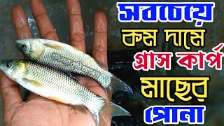 কমদামে গ্রাস কার্প মাছের পোনা কোথায় পাবেন | গ্রাস কার্প মাছের পোনা | গ্লাস কার্প | Grass Carp
