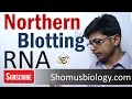 Northern blotting technique