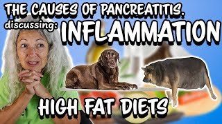 High Fat Diet and Pancreatitis in Dogs
