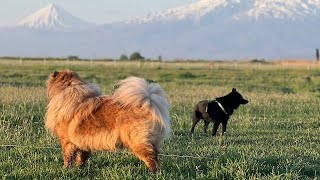 Курсинг в Ереване: бегут шипперке Филя и чау-чау Пампло