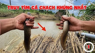 Hành trình câu cá chạch khủng nhất mùa mưa phần 1