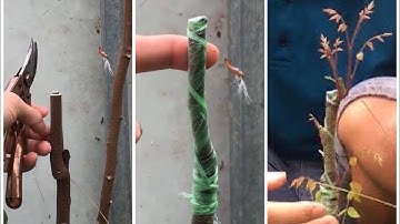 Kỹ thuật ghép cây khế hiệu quả nhất 100% mới nhất - phần 1