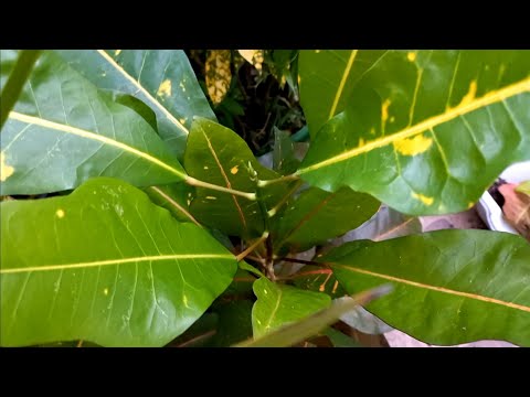 Vídeo: Queda de folha em croton: razões para a planta de croton deixar cair as folhas