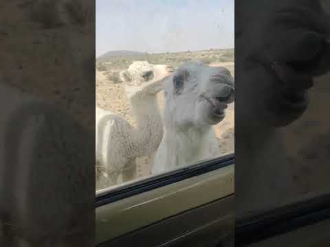 Camel baby scratching