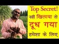 💪 गाय, भेंस एवं पशु के लिए सबसे उत्तम चारा जो दूध बढ़ाये 👌 | Best Cattle Fodder for Cow & Buffalo