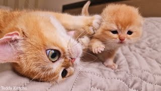 Kitten Pinky tries to play with mom 😍 So funny