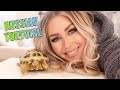 Meet My Russian Tortoise!  | KristenLeannimal