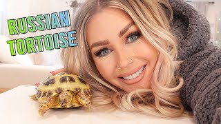 Meet My Russian Tortoise!  | KristenLeannimal