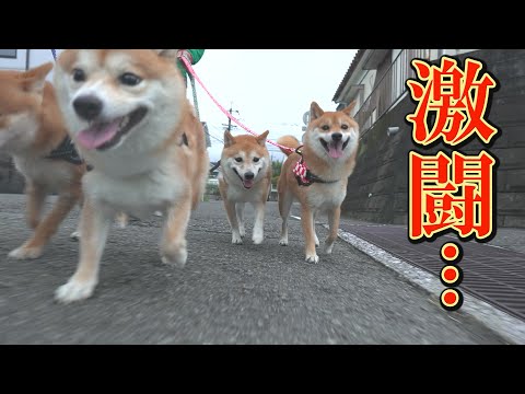 いつもと変わらないお散歩が急変…柴犬のプライドをかけた激しい闘い・・・