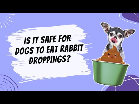 Video: Zakaj My Dog Eating Poop?