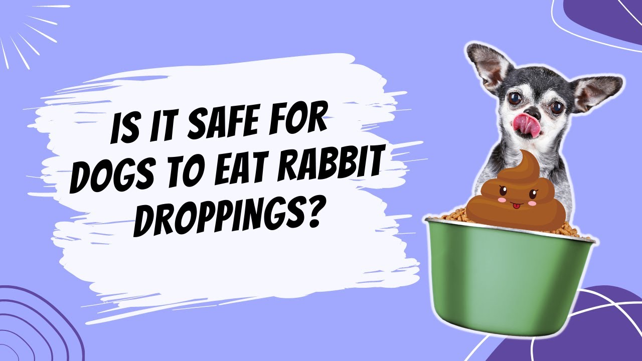 Is It Safe For Dogs To Eat Rabbit Droppings